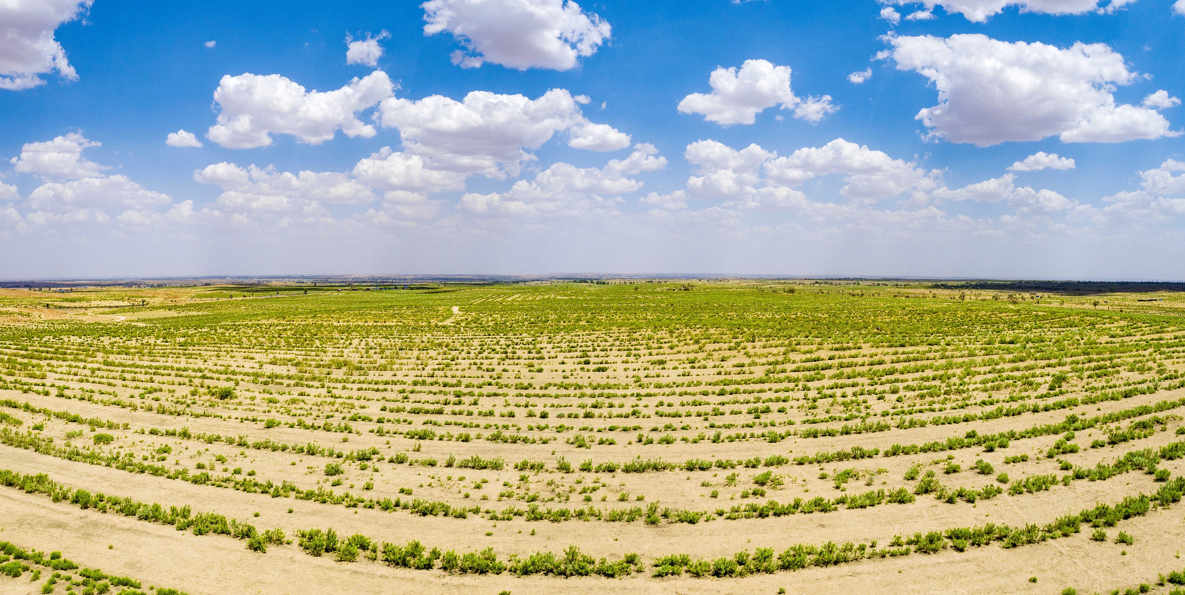 2023年6月7日，內(nèi)蒙古鄂爾多斯，毛烏素沙漠。